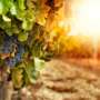 Winemaking – Art, Science, Magic or Technology?